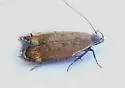 Anacampsis n-sp-five - photo 4