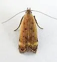 Anacampsis n-sp-five - photo 5
