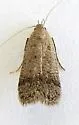 Anacampsis n-sp-two - photo 2