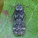Pale-headed Aspen Leafroller Moth - Hodges#2243