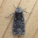 Pale-headed Aspen Leafroller Moth - Hodges#2243 - photo 2