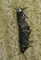 Pale-headed Aspen Leafroller Moth - Hodges#2243 - photo 4