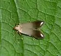 Anacampsis nonstrigella - Hodges#2244