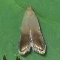 Anacampsis nonstrigella - Hodges#2244 - photo 3