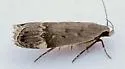 Anacampsis nr. comparanda - Hodges#2232.1 - photo 2