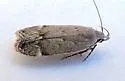 Anacampsis nr. comparanda - Hodges#2232.1 - photo 3