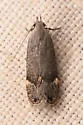 Anacampsis nr. comparanda - Hodges#2232.1 - photo 4