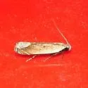 Anacampsis paltodoriella - Hodges#2245