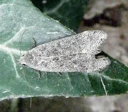Anacampsis populella