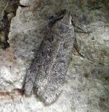 Anacampsis populella - photo 2