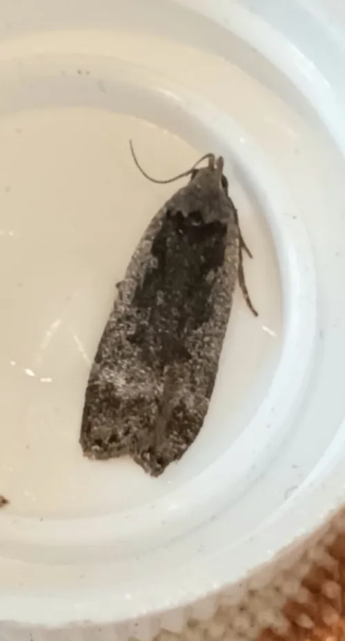 Anacampsis populella - photo 3