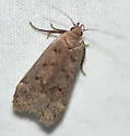 Anacampsis rhoifructella - Hodges#2248