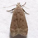 Anacampsis rhoifructella - Hodges#2248 - photo 2