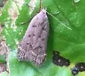 Anacampsis rhoifructella - Hodges#2248 - photo 4