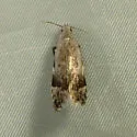 Anacampsis nr. conclusella sp. 4 - Anacampsis sp-four