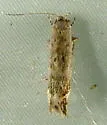 Anacampsis nr. conclusella sp. 4 - photo 2