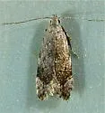 Anacampsis nr. conclusella sp. 4 - photo 3