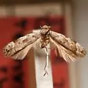 Anacampsis tephriasella - Hodges#2250 - Anacampsis tephriasella