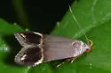 Anacampsis tristrigella - Hodges#2251 - photo 4