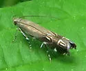 Anacampsis undescribed-nr-levipedella