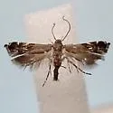 Anacampsis undescribed-nr-levipedella - photo 2