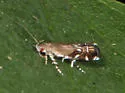 Anacampsis undescribed-nr-levipedella - photo 3