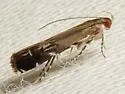 Anacampsis undescribed-nr-levipedella - photo 4