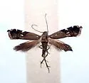 Anacampsis undescribed-nr-levipedella - photo 5