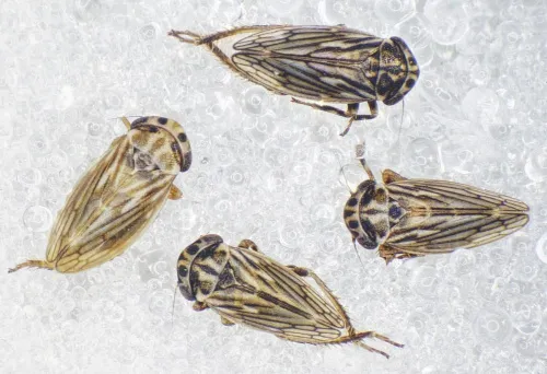 Anaceratagallia ribauti - Anaceratagallia ribauti