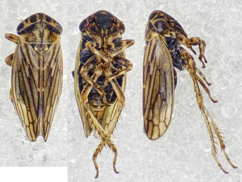 Anaceratagallia venosa