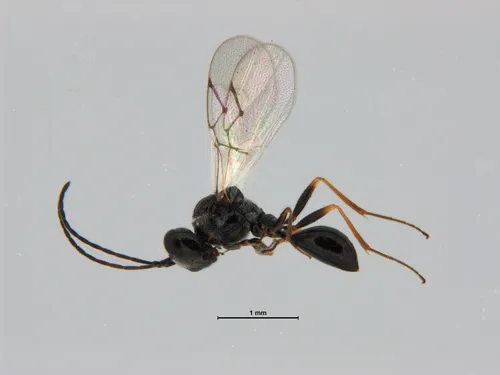 Lacewing Parasitoid Wasp