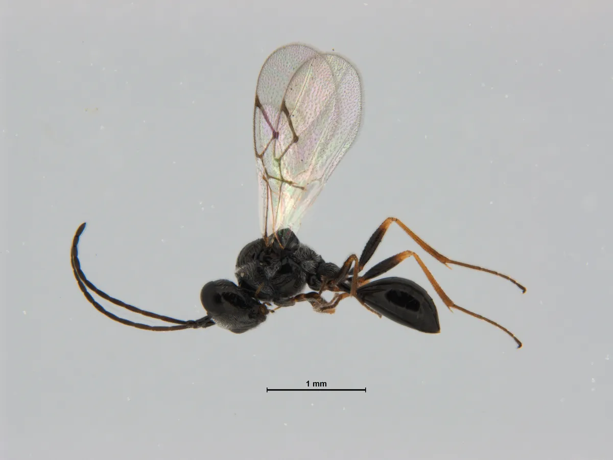 Lacewing Parasitoid Wasp - photo 3