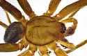 Anachemmis linsdalei