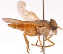 Anacimas limbellatus