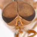 Anacimas limbellatus - photo 2