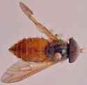 Anacimas limbellatus - photo 3