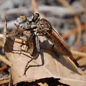 Anacimas limbellatus - photo 4