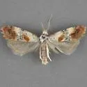 Anacochylidia maderana - Hodges#3765.5 - photo 2