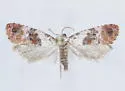 Anacochylidia maderana - Hodges#3765.5 - photo 3