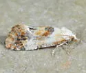 Anacochylidia maderana - Hodges#3765.5 - photo 4