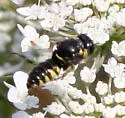 Anacrabro ocellatus
