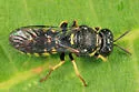 Anacrabro ocellatus - photo 2