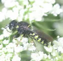 Anacrabro ocellatus - photo 4