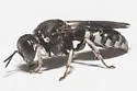 Anacrabro ocellatus - photo 5