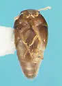 Anacyptus testaceus - photo 2