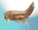 Anacyptus testaceus - photo 3