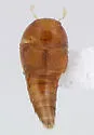 Anacyptus testaceus - photo 4