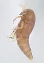 Anacyptus testaceus - photo 5