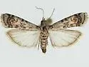 Anadelosemia condigna - Hodges#5729