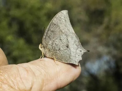 Tropical Leafwing - Hodges#4552 - Anaea aidea